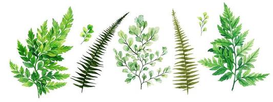 wilde flora, varens en adiantum, aquarel helder groen collectie, hand getrokken vectorillustratie. vector