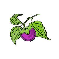 heldere mangosteenvrucht op een tak, handgetekende schetsen met doodle-elementen. vrucht met bladeren. mangosteen. Exotisch fruit. Thailand. vector illustratie