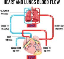 diagram dat de bloedstroom van hart en longen toont vector