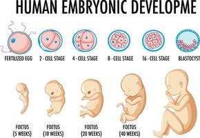 menselijke embryonale ontwikkeling in menselijke infographic vector