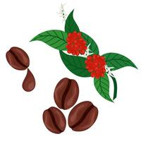 vectorillustratie van koffiebonen en koffie plant tak. gedroogde arabica koffie met bloemen en fruit klaar voor de oogst. op een witte achtergrond. geweldig voor weblogo's en verpakkingen voor koffiedranken. vector