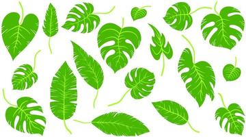 set van groene tropische exotische bladeren van verschillende typen. jungle planten. hibiscusbladeren, monstera- en palmbladeren. cartoon hand getekende botanische vectorillustratie geïsoleerd op een witte achtergrond vector