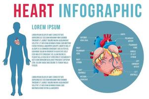 menselijk inwendig orgaan met hart vector