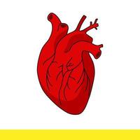menselijk rood hart vector
