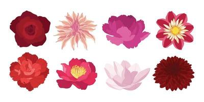 set van kleurrijke bloeiende bloemen illustratie. vector