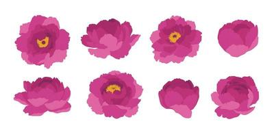 set van roze pioen bloeiende bloemen illustratie. vector