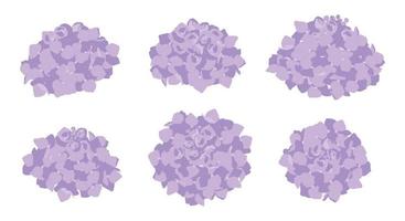 set van paarse hortensia bloeiende bloemen illustratie. vector