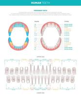 menselijke tanden grote infographics vector