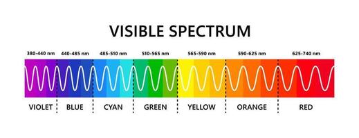 zichtbaar lichtspectrum. optische lichtgolflengte. elektromagnetisch zichtbaar kleurenspectrum voor het menselijk oog. vectorgradiëntdiagram met golflengte en kleuren. educatieve illustratie op witte achtergrond vector