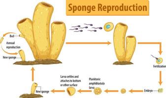 diagram dat de reproductie van de spons weergeeft vector
