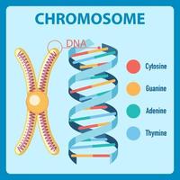 diagram met menselijk chromosoom vector