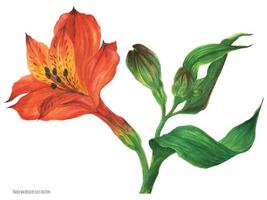 rode alstroemeria-tak met bloesembloem en knoppen, getraceerde botanische aquarel vector