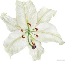 bloem van witte oosterse lelie, getraceerde botanische aquarel vector