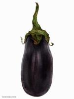 zwarte aubergine, botanische realistische waterkleur getraceerde illustratie vector