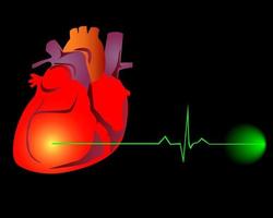 hart met het cardiogram vector