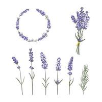 set hand getrokken lavendel bloemen, frame en boeket set. bloemen illustratie elementen vector