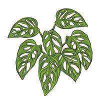 vectorillustratie van een monstera adansonii plant leaf vector