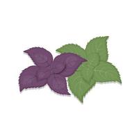 groen basilicumblad en paarse bladeren geïsoleerd op een witte achtergrond biologisch product, specerijen vectorillustratie vector