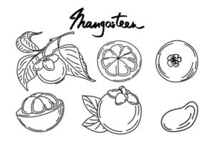 een set mangosteenvruchten en bladeren, handgetekende doodle-elementen in schetsstijl. mangosteen in gesneden en vertakt exotisch fruit. Thailand. vector illustratie