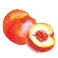 aquareltekening van perzik en fruithelften vector