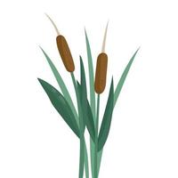 riet is een waterplant op een hoge stengel met mooie fluweelachtige bloeiwijzen op de kolf, bruin van kleur. vectorillustratie.