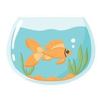 goudvissen in een aquarium. vectorillustratie. binnenlandse vissen in een rond aquarium. aquarium met algen. vector