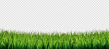 gras transparante achtergrond vector