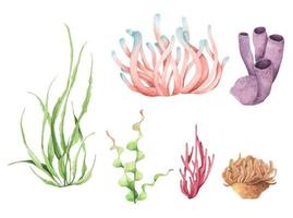 zeewier. onderwater oceaanplanten, zeekoraalelementen. aquarel illustratie. vector