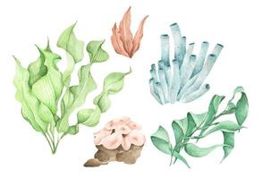 zeewier. onderwater oceaanplanten, zeekoraalelementen. aquarel illustratie. vector