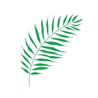 tropische palmtak geïsoleerd op wit. vectorillustratie van een enkel blad van een groene plant vector