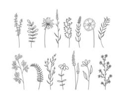 set hand getrokken wilde bloemen en kruiden. vector illustratie