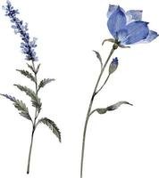 set aquarel illustraties van blauwe bloemen en planten op een witte achtergrond. vector
