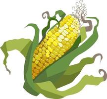 maïs vectorillustratie getekende biologische maïskolven vector