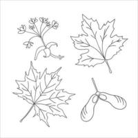 vector set lijn esdoorn boom elementen geïsoleerd op een witte achtergrond. botanische illustratie van esdoornblad, brunch, bloemen, sleutelfruit. zwart-wit illustraties
