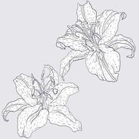 oosterse lelie twee bloemen, lijnkunststijl vector