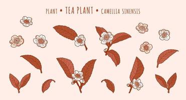 thee plant. camelia bladeren en bloemen op takken in de handgetekende techniek vector