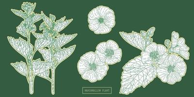 apotheek marshmallow kruid, met de hand getekende botanische illustratie in een lijntekeningen vector