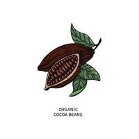 cacao vectorillustratie. hand getrokken doodle schets voor café, winkel, menu. kleurenschets cacaobonen voor chocoladeontwerp vector