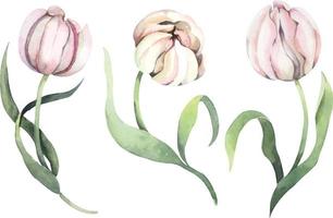 tulp aquarel 1 vector