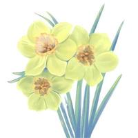 bloeiende bloemen van gele narcis bloem vectorillustratie vector