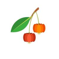 vectorillustratie van suriname cherry fruit, wetenschappelijke naam eugenia uniflora, vlakke stijl ontwerp, geïsoleerd op een witte achtergrond. vector