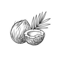 Kokosnoot schets, hand getrokken, geïsoleerd op een witte achtergrond, perfect voor vintage stijllabels, vectorillustratie. vector