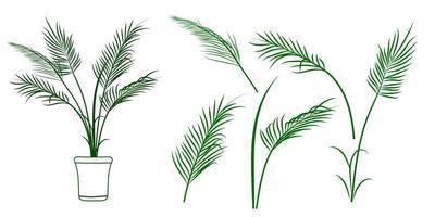 set van palmbladeren, palmtak en ingemaakte palm. tropische plant vector