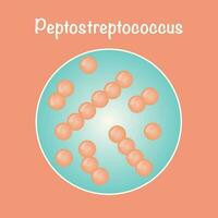 vectorillustratie van peptostreptococcus vector