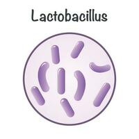 vector illustratie afbeelding van lactobacillus