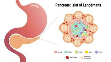 pancreas eilandje van landerhans vector