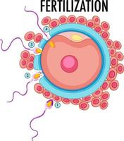 diagram met bevruchting bij de mens vector