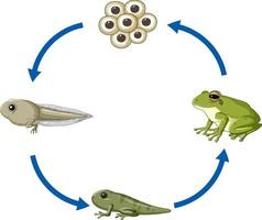 kikker levenscyclusdiagram vector