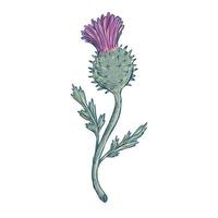 schotse distel tekening vector