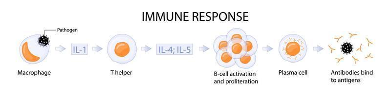 immuun reactie. stadia van humorale immuniteit. vector